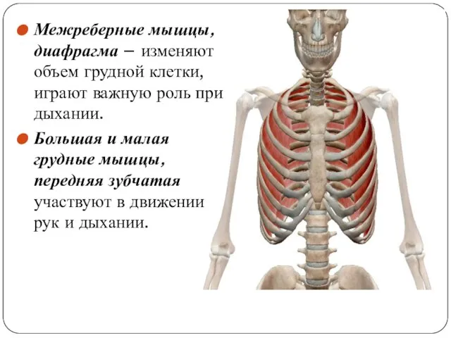 Межреберные мышцы, диафрагма – изменяют объем грудной клетки, играют важную роль при