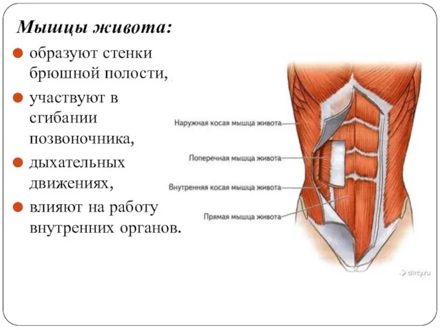 Мышцы живота: образуют стенки брюшной полости, участвуют в сгибании позвоночника, дыхательных движениях,