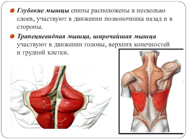 Глубокие мышцы спины расположены в несколько слоев, участвуют в движении позвоночника назад