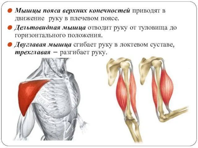 Мышцы пояса верхних конечностей приводят в движение руку в плечевом поясе. Дельтовидная