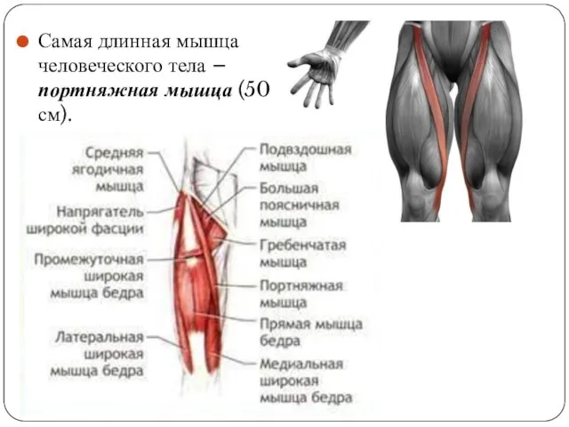 Самая длинная мышца человеческого тела – портняжная мышца (50 см).