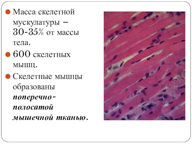 Масса скелетной мускулатуры – 30-35% от массы тела. 600 скелетных мышц. Скелетные