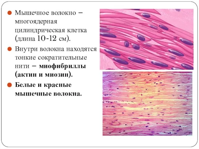 Мышечное волокно – многоядерная цилиндрическая клетка (длина 10-12 см). Внутри волокна находятся
