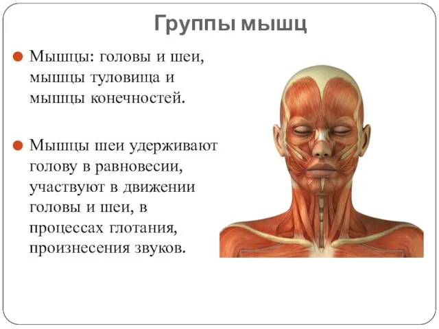 Группы мышц Мышцы: головы и шеи, мышцы туловища и мышцы конечностей. Мышцы