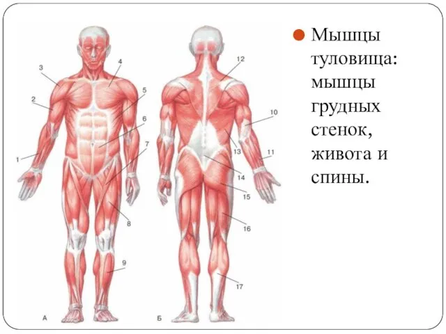 Мышцы туловища: мышцы грудных стенок, живота и спины.