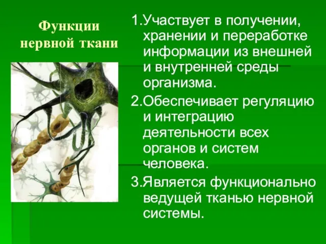 Функции нервной ткани 1.Участвует в получении, хранении и переработке информации из внешней