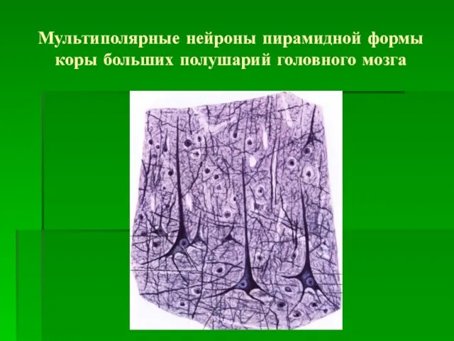 Мультиполярные нейроны пирамидной формы коры больших полушарий головного мозга