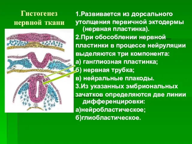 Гистогенез нервной ткани 1.Развивается из дорсального утолщения первичной эктодермы (нервная пластинка). 2.При