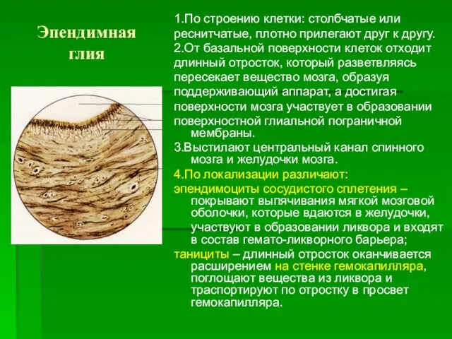 Эпендимная глия 1.По строению клетки: столбчатые или реснитчатые, плотно прилегают друг к