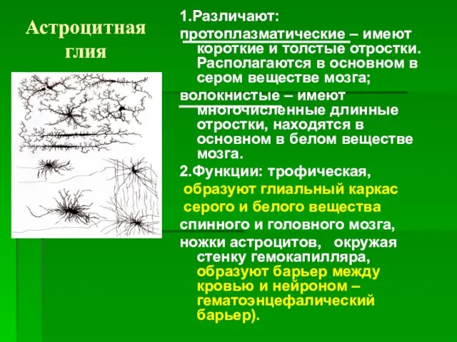 Астроцитная глия 1.Различают: протоплазматические – имеют короткие и толстые отростки. Располагаются в