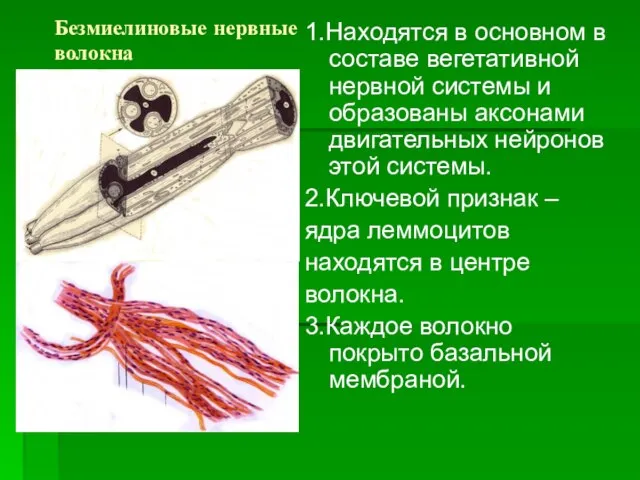 Безмиелиновые нервные волокна 1.Находятся в основном в составе вегетативной нервной системы и