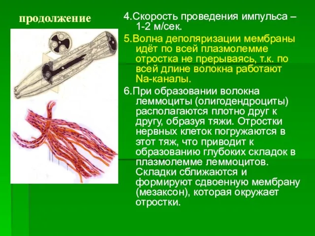 продолжение 4.Скорость проведения импульса – 1-2 м/сек. 5.Волна деполяризации мембраны идёт по