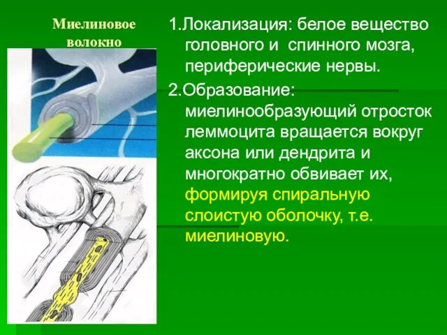 Миелиновое волокно 1.Локализация: белое вещество головного и спинного мозга, периферические нервы. 2.Образование: