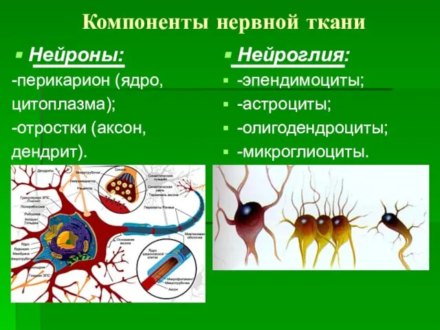 Компоненты нервной ткани Нейроны: -перикарион (ядро, цитоплазма); -отростки (аксон, дендрит). Нейроглия: -эпендимоциты; -астроциты; -олигодендроциты; -микроглиоциты.