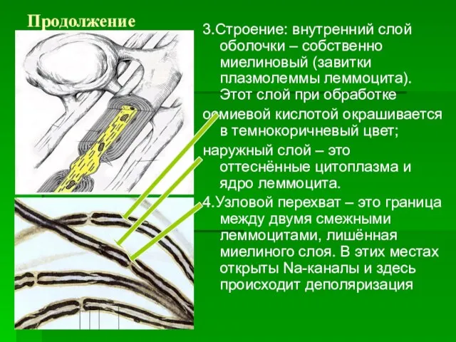 Продолжение 3.Строение: внутренний слой оболочки – собственно миелиновый (завитки плазмолеммы леммоцита). Этот