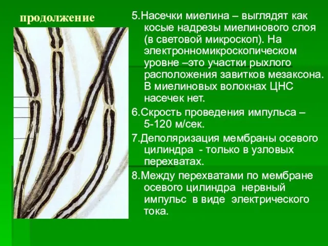 продолжение 5.Насечки миелина – выглядят как косые надрезы миелинового слоя (в световой