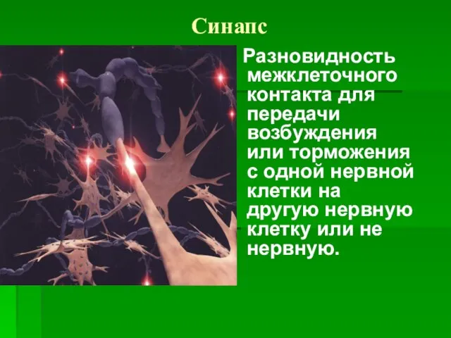 Синапс Разновидность межклеточного контакта для передачи возбуждения или торможения с одной нервной