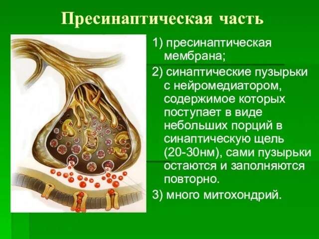 Пресинаптическая часть 1) пресинаптическая мембрана; 2) синаптические пузырьки с нейромедиатором, содержимое которых