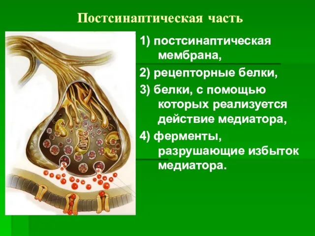 Постсинаптическая часть 1) постсинаптическая мембрана, 2) рецепторные белки, 3) белки, с помощью