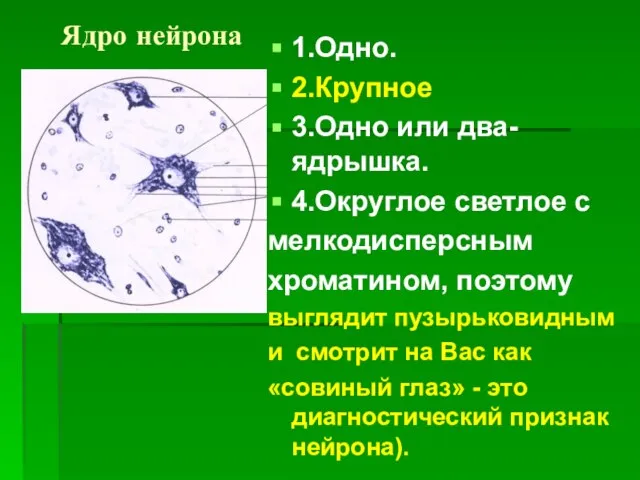 Ядро нейрона 1.Одно. 2.Крупное 3.Одно или два-ядрышка. 4.Округлое светлое с мелкодисперсным хроматином,