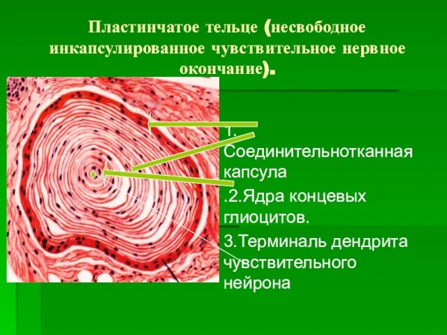 Пластинчатое тельце (несвободное инкапсулированное чувствительное нервное окончание). 1.Соединительнотканная капсула .2.Ядра концевых глиоцитов. 3.Терминаль дендрита чувствительного нейрона