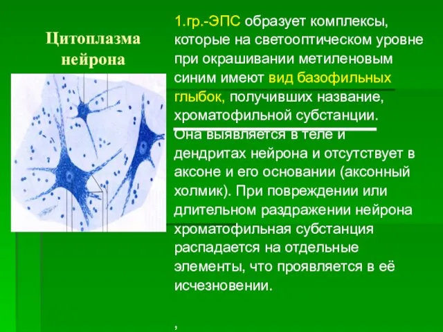 Цитоплазма нейрона 1.гр.-ЭПС образует комплексы, которые на светооптическом уровне при окрашивании метиленовым