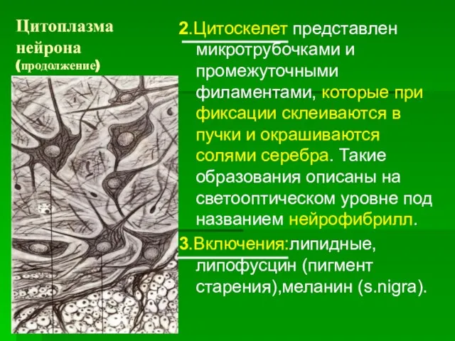 Цитоплазма нейрона (продолжение) 2.Цитоскелет представлен микротрубочками и промежуточными филаментами, которые при фиксации