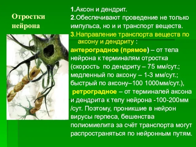 Отростки нейрона 1.Аксон и дендрит. 2.Обеспечивают проведение не только импульса, но и