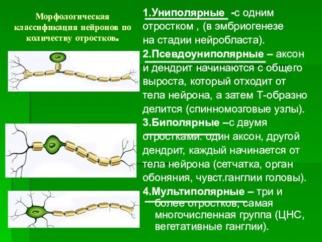 Морфологическая классификация нейронов по количеству отростков. 1.Униполярные -с одним отростком , (в