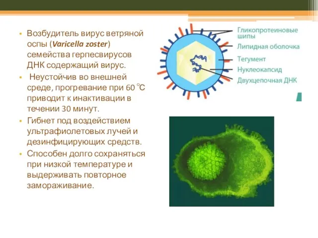 Возбудитель вирус ветряной оспы (Varicella zoster) семейства герпесвирусов ДНК содержащий вирус. Неустойчив