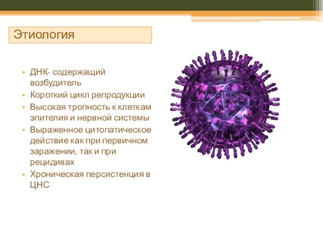 Этиология ДНК- содержащий возбудитель Короткий цикл репродукции Высокая тропность к клеткам эпителия