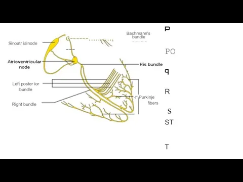 sinoatr ialnode Left poster ior bundle Right bundle Bachmann's bundle c------.........., ---