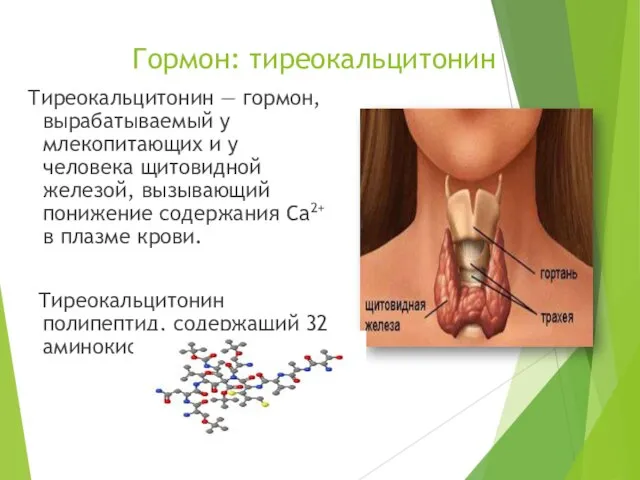 Гормон: тиреокальцитонин Тиреокальцитонин — гормон, вырабатываемый у млекопитающих и у человека щитовидной