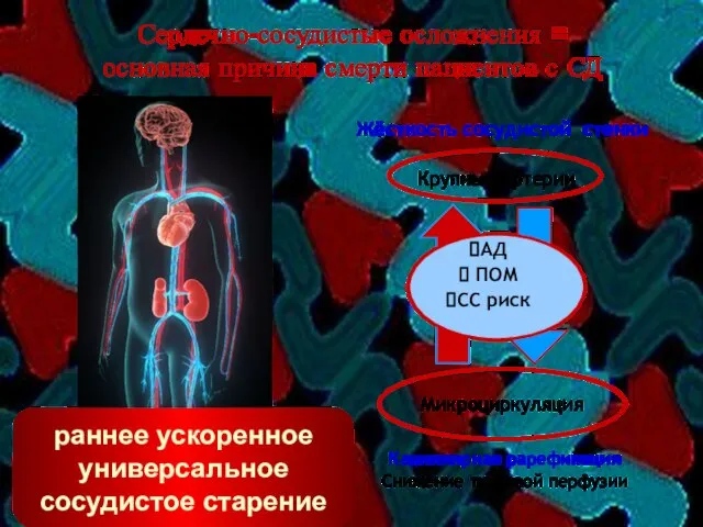 Жёсткость сосудистой стенки Капиллярная рарефикация Снижение тканевой перфузии АД ПОМ CС риск