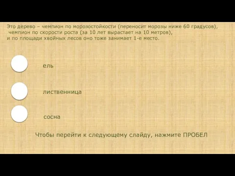 Это дерево – чемпион по морозостойкости (переносит морозы ниже 60 градусов), чемпион