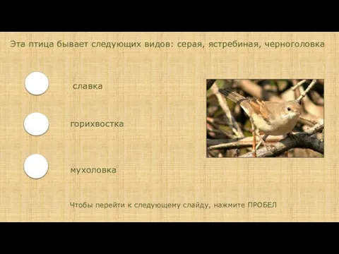 Эта птица бывает следующих видов: серая, ястребиная, черноголовка славка горихвостка мухоловка Чтобы