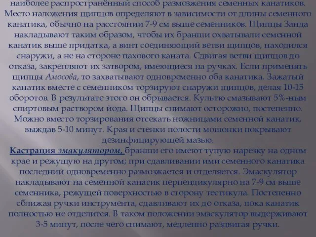 На обнажённый семенной канатик накладывают щипцы Занда. Это наиболее распространённый способ размозжения