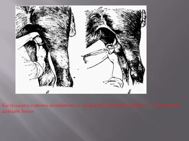 Кастрация в стоячем положении: а - вскрытие семенного мешка: 6 — наложение щипцов Занда