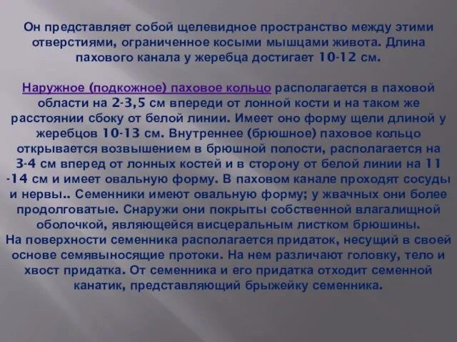 Он представляет собой щелевидное пространство между этими отверстиями, ограниченное косыми мышцами живота.