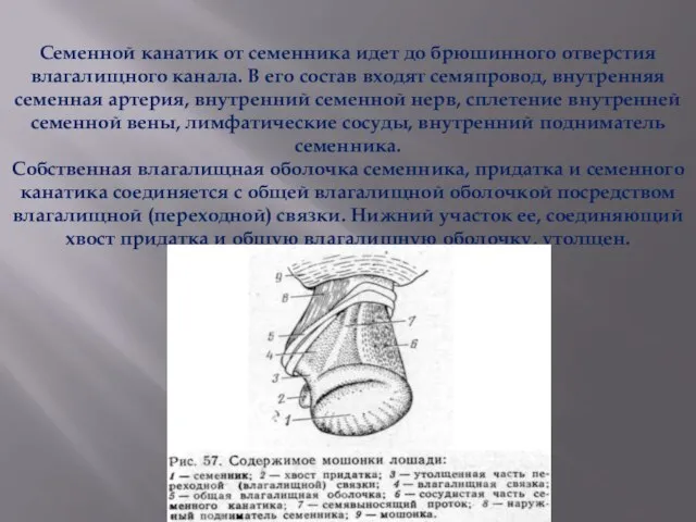 Семенной канатик от семенника идет до брюшинного отверстия влагалищного канала. В его