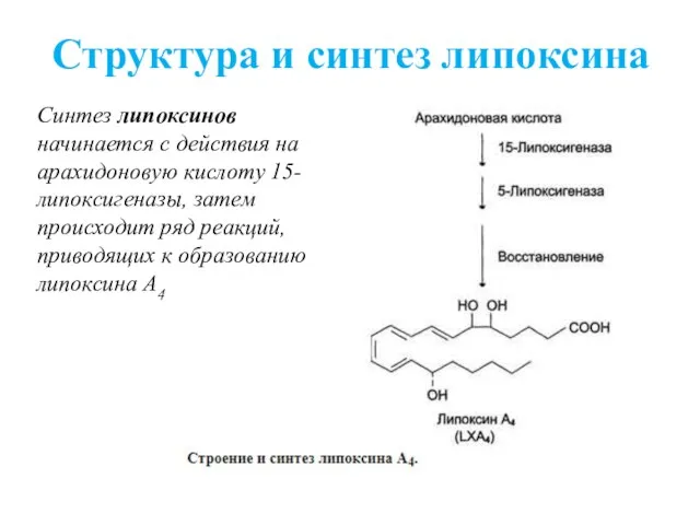 Структура и синтез липоксина Синтез липоксинов начинается с действия на арахидоновую кислоту