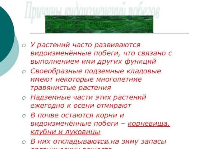 Бочкова И.А. У растений часто развиваются видоизменённые побеги, что связано с выполнением