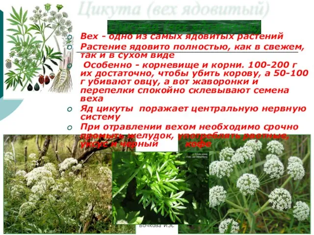 Бочкова И.А. Цикута (вех ядовитый) Вех - одно из самых ядовитых растений