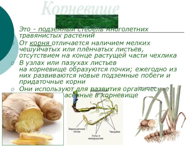 Бочкова И.А. Это - подземный стебель многолетних травянистых растений От корня отличается