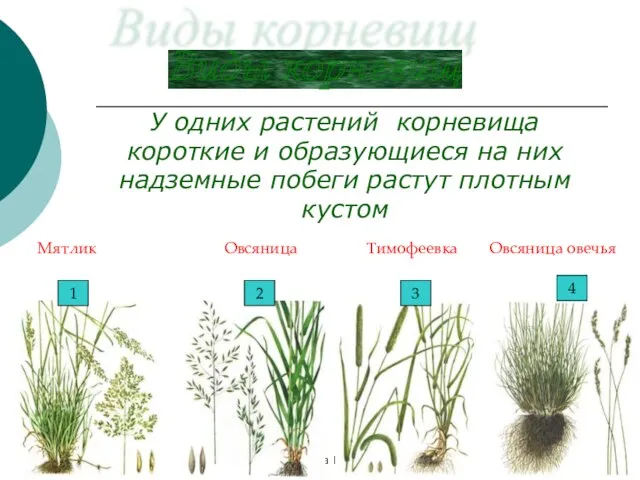 Бочкова И.А. У одних растений корневища короткие и образующиеся на них надземные