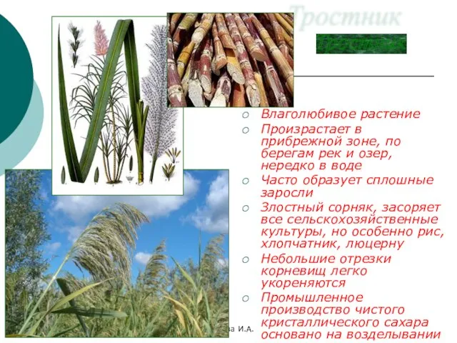 Бочкова И.А. Тростник Влаголюбивое растение Произрастает в прибрежной зоне, по берегам рек