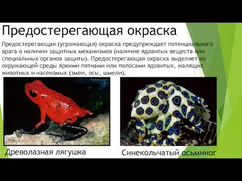 Предостерегающая окраска Древолазная лягушка Синекольчатый осьминог Предостерегающая (угрожающая) окраска предупреждает потенциального врага