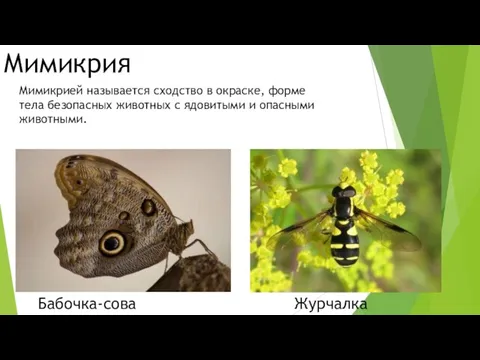 Мимикрия Бабочка-сова Журчалка Мимикрией называется сходство в окраске, форме тела безопасных животных