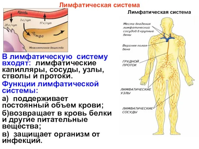 В лимфатическую систему входят: лимфатические капилляры, сосуды, узлы, стволы и протоки. Функции