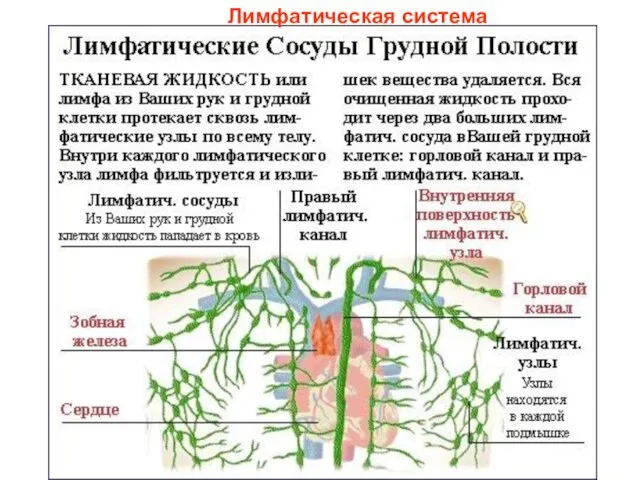 Лимфатическая система